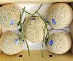 高知産 9，5kg 温室マスクメロン 5玉 贈答用 秀品 北海道沖縄発送