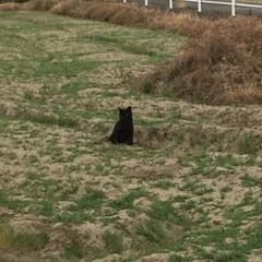 はたねこのサムネイル