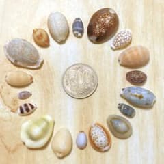 天然 貝殻 タカラガイ 18種類 標本 ハンドメイド ハーバリウム - メルカリ