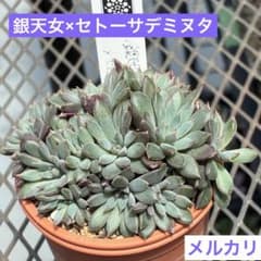 多肉植物　銀天女×セトーサデミヌタ オーズさん　抜き苗のサムネイル