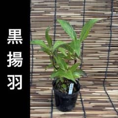 黒揚羽　ポットごと　山アジサイ　紫陽花　ヤマアジサイのサムネイル