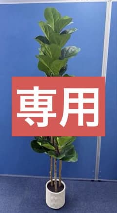 1005-0159 人工観葉植物 カシワバゴム フェイクグリーン 鉢付きのサムネイル