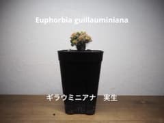ユーフォルビア ギラウミニアナ 実生 - メルカリ