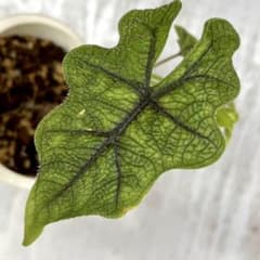 vegan 様のサムネイル