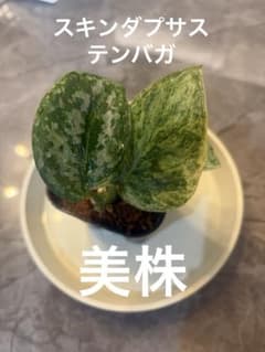 スキンダプサス　テンバガのサムネイル