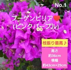 No.1【沖縄から♪】ブーゲンビリア(ピンクパープル)♥️ - メルカリ