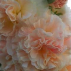 アルセア ホリホック タチアオイ種40粒♡オマケ付き♡のサムネイル