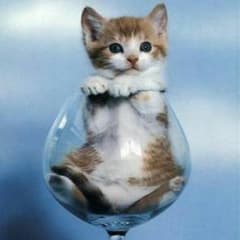 えびまよ様専用　猫のゲージのサムネイル