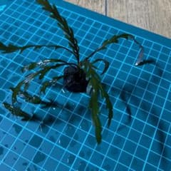 ハイグロフィラ ピンナティフィダ 溶岩石付き　1個のサムネイル