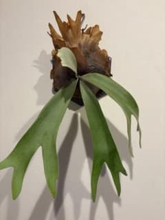 P.willinckii spore ビカクシダのサムネイル