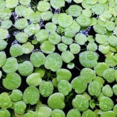 アマゾンフロッグピット 20株　浮き草 水草のサムネイル