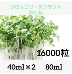 スーパーフード★ブロッコリースプラウトの種★80ml★16,000粒のサムネイル