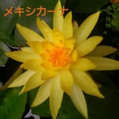 温帯睡蓮　メキシカーナのサムネイル