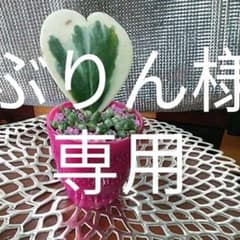 ハ−トホヤ斑入り　ラブハ−ト　多肉のサムネイル