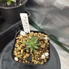 アガベ・アルボピローサ 小型 植物のサムネイル