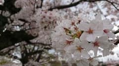 モヘンジョ＝アオ 様専用ページのサムネイル
