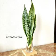 サンスベリア♡空気清浄交換♡2本セット　観葉植物　マイナスイオン　枯れないのサムネイル