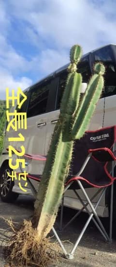 柱サボテン鬼面角　大型ブランチ♥全長125㌢！！　メルカリ便大きいサイズ発送 柱サボテン鬼面角 大型ブランチ♥全長125㌢！！ メルカリ便大きい