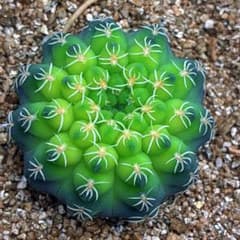 z62緑色の球形サボテン緑黄色黄体白刺瑞昌玉錦 - メルカリ