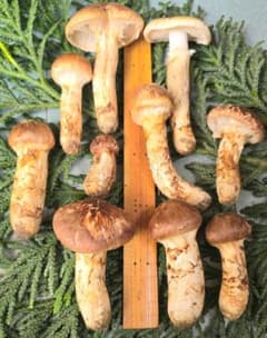 松茸 岩手県産 388g+おまけ(245g) 10月19日獲れのサムネイル