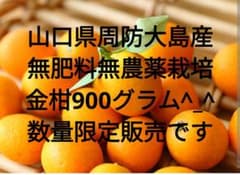 【無肥料・無農薬】山口県周防大島産 金柑900g自然栽培・皮ごと安心ネコポス発送のサムネイル