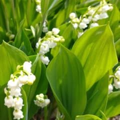 すずらん 抜き苗 5芽 - メルカリ