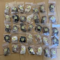 ボブさん専用【送料無料】冷凍ホッパーマウス Mサイズ（11-15g)35匹個包装のサムネイル