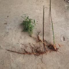 布袋竹地下茎の苗 ホテイチク - メルカリ