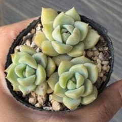 多肉植物　白牡丹　抜き苗のサムネイル
