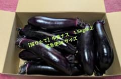 採りたて 中長ナス 宅急便60サイズ 約1.5kg以上のサムネイル