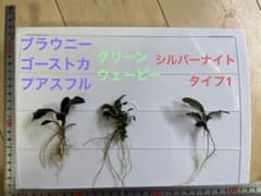 ブセファランドラ3種セット　水中葉のサムネイル