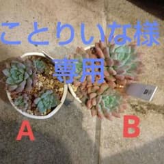 ことりいな様専用　多肉植物 　小蝶B　ピンクニモのサムネイル