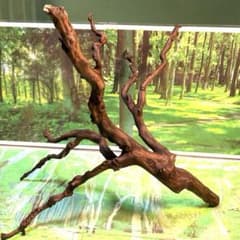 天然水槽用流木 ダークブラウンが映える大サイズブランチウッド 煮沸