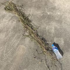 ヒメイワダレソウ　土に置くだけで良いのサムネイル
