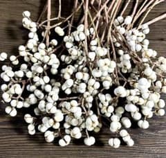 ナンキンハゼ 良品 50本 ドライフラワー - メルカリ