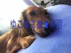 "Bior organics japan" クッションファンデーションのサムネイル