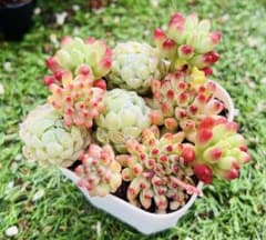 多肉植物　10苗セット　カット苗 クラウゼン錦 花火 オクロ　エケベリア韓のサムネイル
