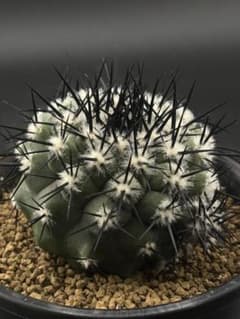 強刺 黒王丸 カキコあり コピアポア 台付 - メルカリ