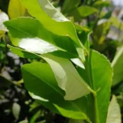 レモンの葉　枝付き　無農薬のサムネイル