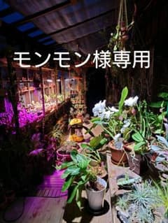 モンモン様専用☆確認のサムネイル