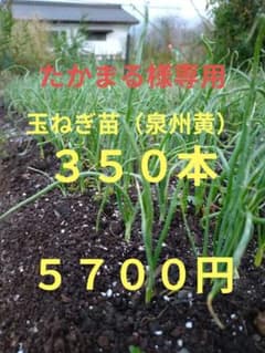 玉ねぎ苗（泉州黄）のサムネイル