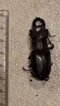 栃木那須産　ミヤマクワガタ 標本用　オス 約6cmのサムネイル