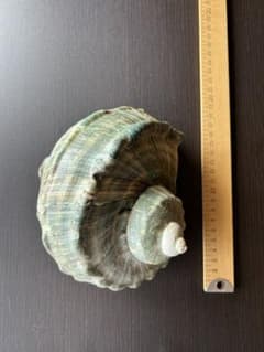ヤコウガイ　約15cmのサムネイル