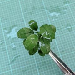レア！ アヌビアスナナ　ジェイド　美株　水草　無農薬　水中葉 アヌビアスナナ ジェイド② 美株 水草 無農薬 水中葉 お写真分 - メルカリ