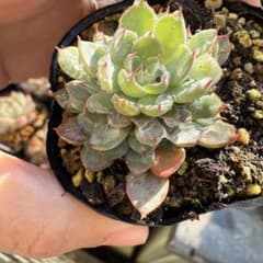 多肉植物 銀天女x ヴィンセント カトー(Vincent Catto) - メルカリ