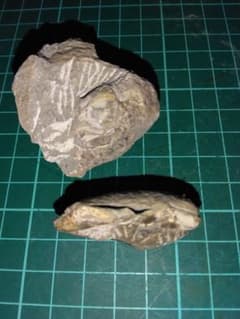 北海道三笠市産 甲殻類化石 蟹化石 海老？ 化石 化石標本 - メルカリ