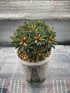 ユーフォルビア ギラウミニアナ 実生 塊根植物のサムネイル