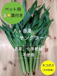 葉付き！ 八ヶ岳産　農薬不使用　ヤングコーン　ベビーコーン　信州 長野　野菜のサムネイル