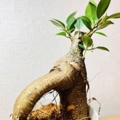 【GWセール】ガジュマル ミニ盆栽 室内可 手入れ簡単 かわいい 観葉植物のサムネイル