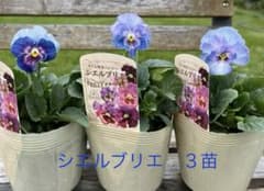 E 3苗ブルー系 フリル咲きパンジー シエルブリエ タグ付き 花日和 宅配